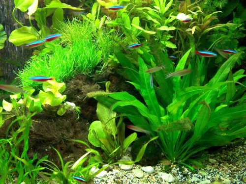 Aquarium Pflanzen Set 
